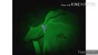 125072001_Windows_XP_Installation_Music_in_Asleep-nashobmen.org.mp4